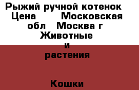 Рыжий ручной котенок › Цена ­ 1 - Московская обл., Москва г. Животные и растения » Кошки   . Московская обл.